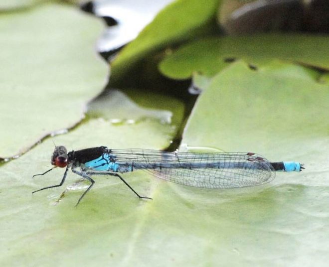 New Guidelines for Odonata